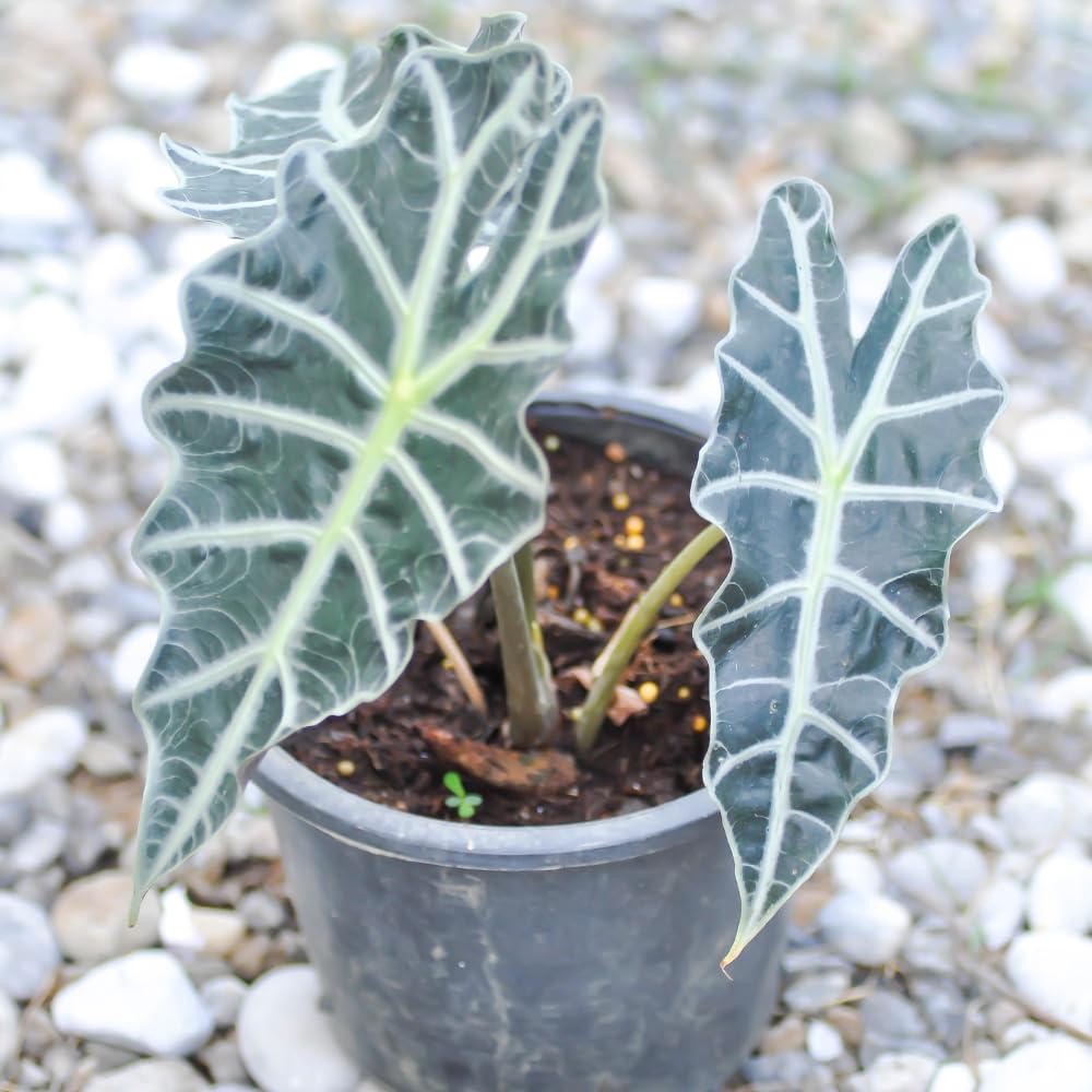Alocasia Live Plant, Tropical Plant for Gift or Home Office Decor, Air Purifying, Rare Alocasia Plant Indoor from 2 to 4 Inches Tall (Deep Green)