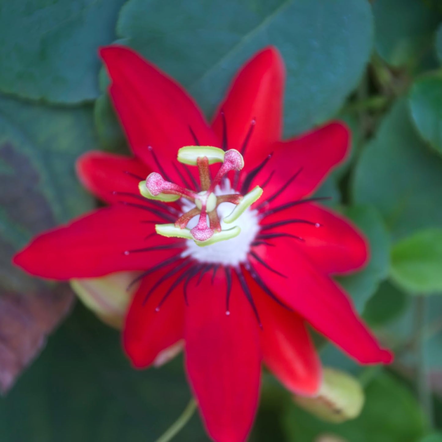 Set 2 Red Passion Flower Vine Plants - Live Passion Flowers Plants for Outdoor Garden, 4 to 8 Inch Size, Red Passion Flower Vine, Fragrant Flowers