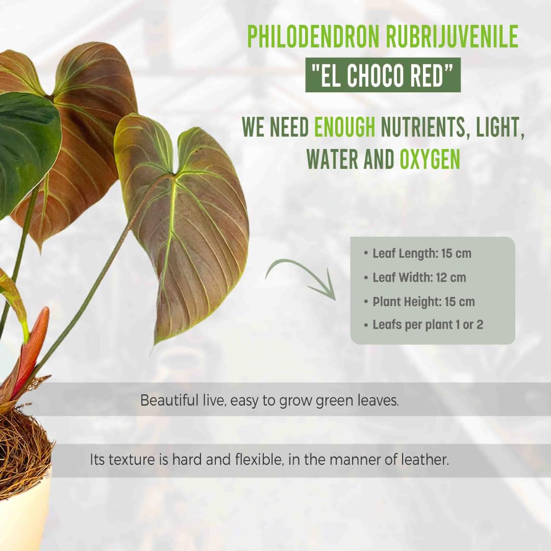 LEAL PLANTS ECUADOR Philodendron Rubrijuvenile 'El Choco Red',Live Indoor House Plant | Heart-Shaped Foliage | Air Purifying Tropical Plant |Perfect for Home Decor, Unique Gift for Plant Lover