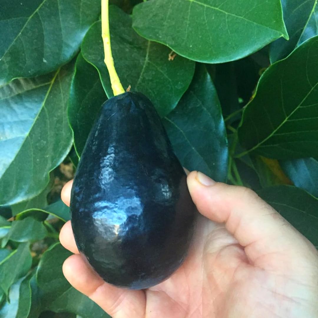 2 Years Old Avocado Tree Grafted, 1-2 Feet Tall in 3 Gallon Pot,Ready to Plant and Bear Fruit (Black)
