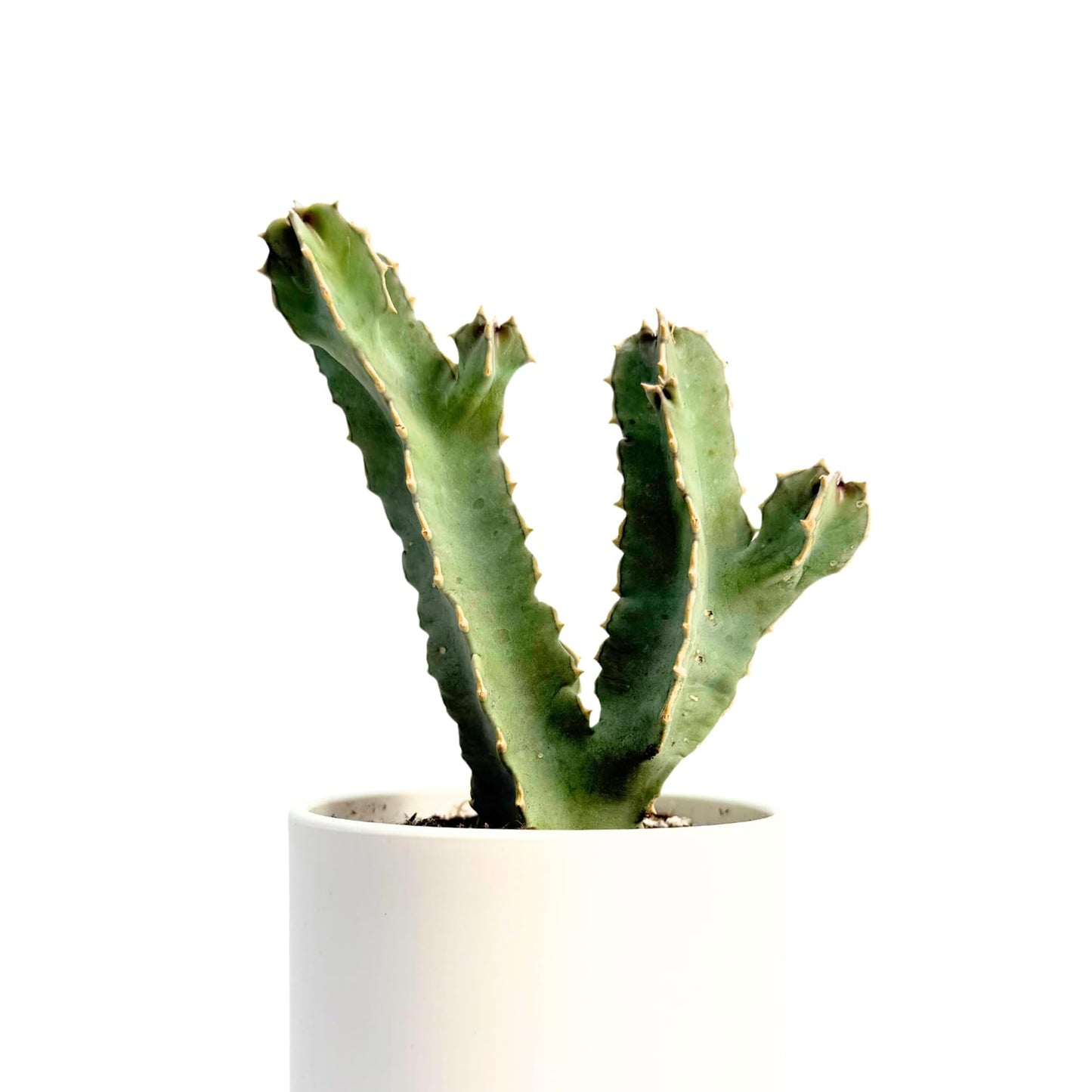 Caralluma Speciosa Live Succulent – Rare Desert Cactus-Like Plant – Unique Star-Shaped Blooms – Easy to Grow Indoors or Outdoors – Drought-Tolerant Exotic Succulent – 6-8 Inches Tall