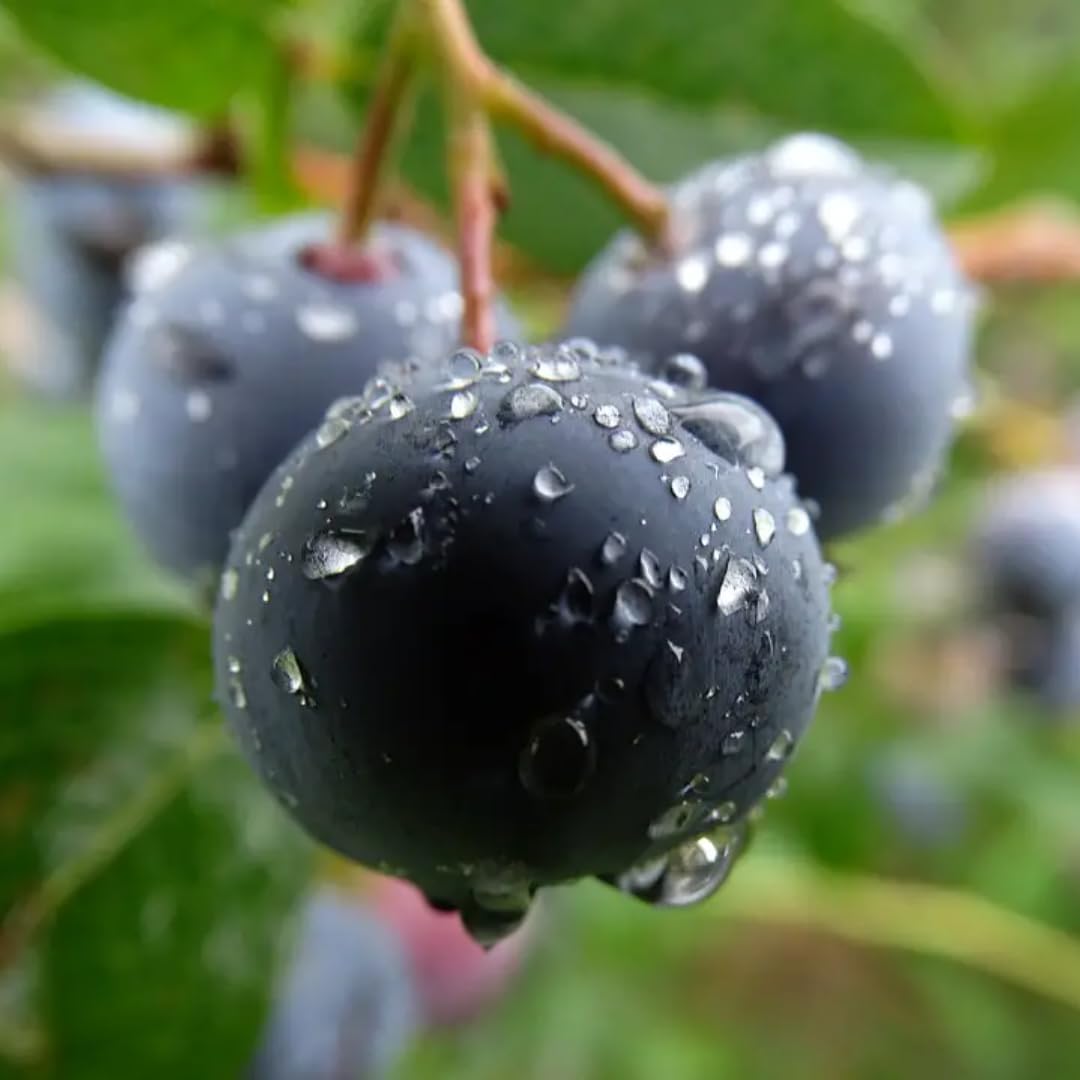 (Plug Size) 4 Black Huckleberry Trees Live Plants in 1.5" Pot, Rare Black Huckleberries Blueberry Like, Sweet Flavor, Dormant in Winter