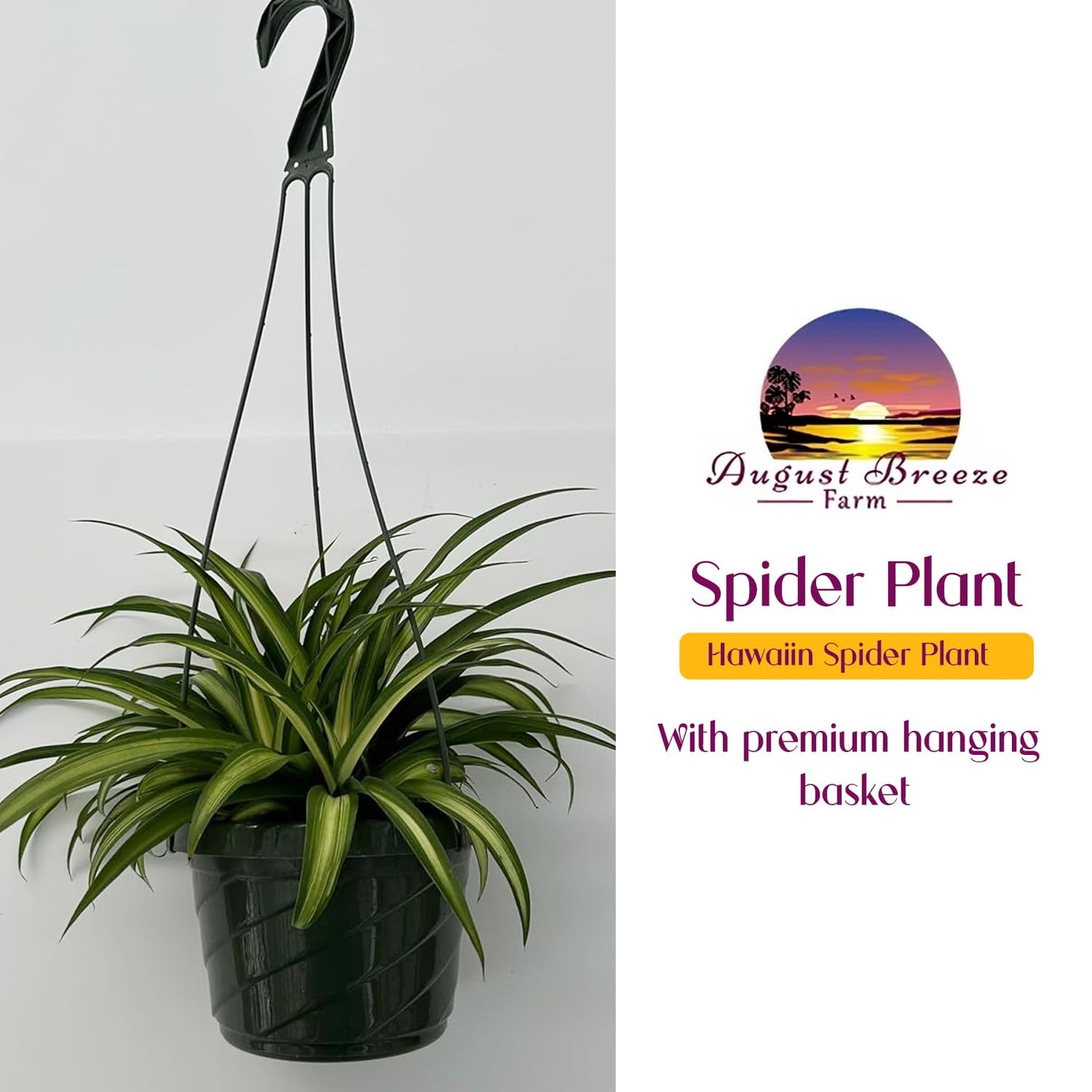 Live Hawaiin Spider Plant in Hanging Basket - Chlorophytum Comosum for Garden Home & Office Decor - Easy to Grow Air Purifying Houseplants Striped Foliage - Low Maintenance (1)