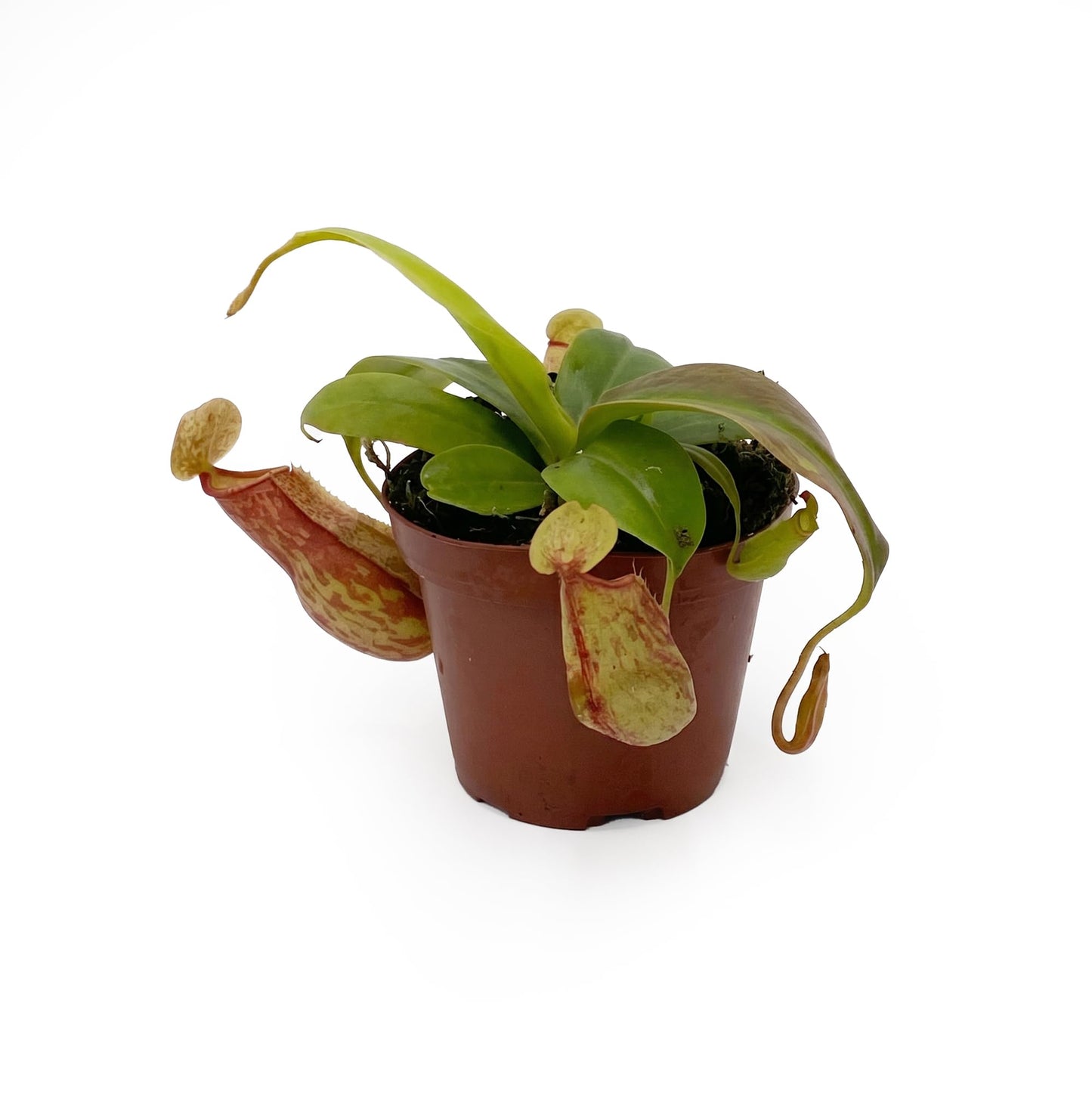 Live Nepenthes 'St Gaya' Carniverous Plant - 'St Gaya Tropical Pitcher Plant' - ragnaroc Carniverous Tropical Plant in 4" Growers Pot - 1ct - Live Arrival Guaranteed - House Plants for Décor & Gift
