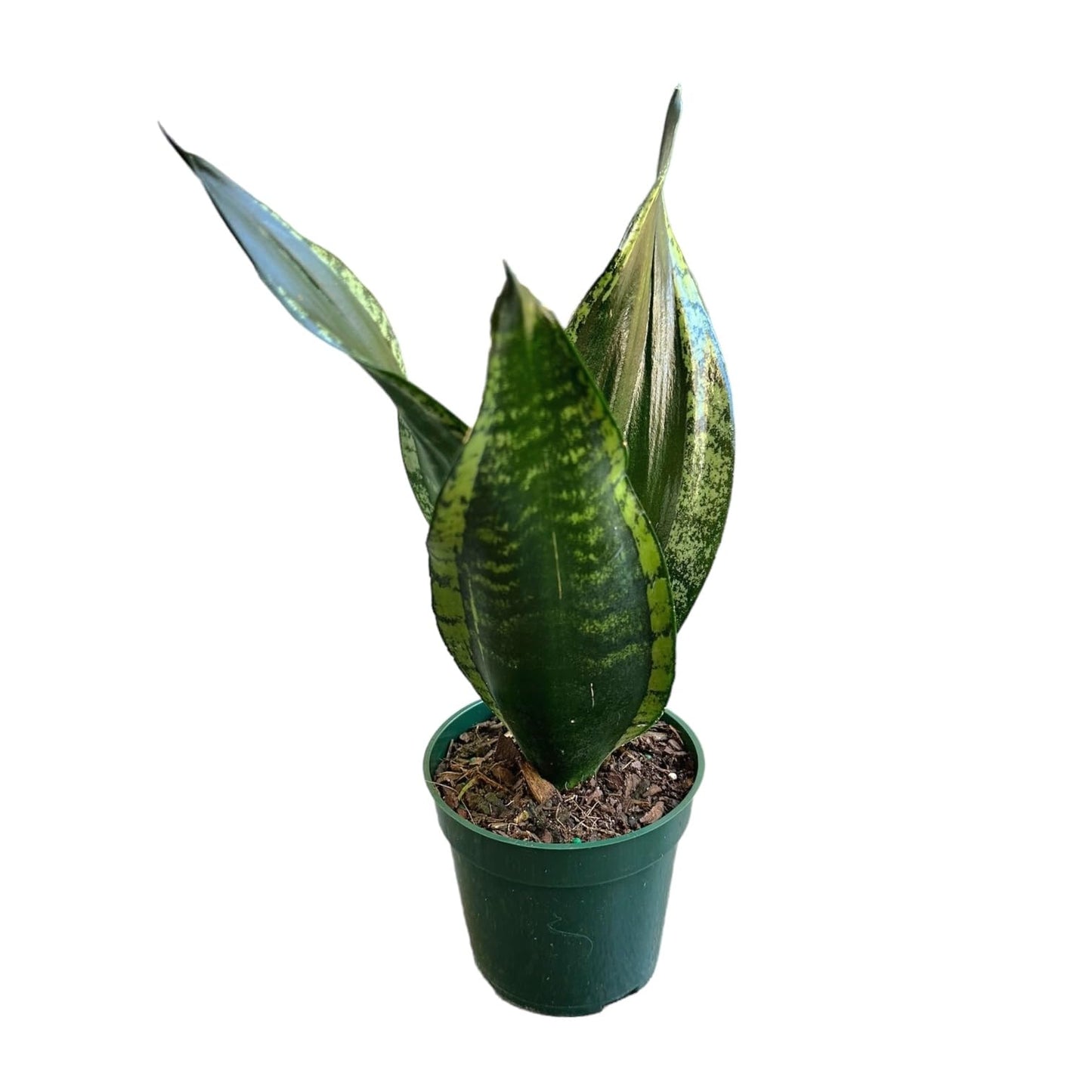 Hopewind Plants Shop Snake Plant, Sansevieria Trifasciata, Whitney, Live Indoor Plant, 4 inch Pot