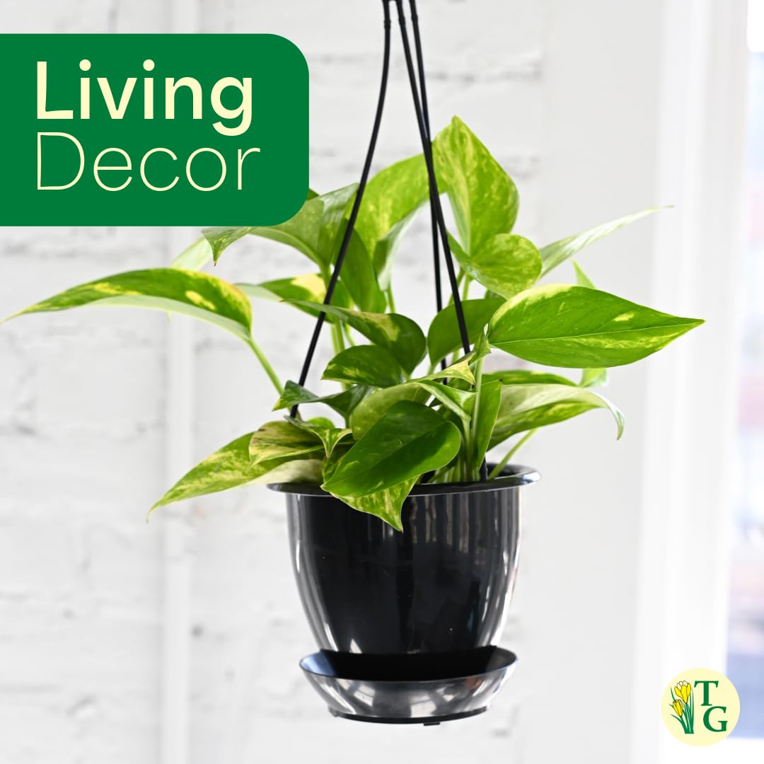 Thorsen's Greenhouse Golden Pothos, Live Indoor Vining Plant, Easy to Grow, Variegated Houseplant, Natural Air Purifier (Nursery Pot, 4-inch Pot)