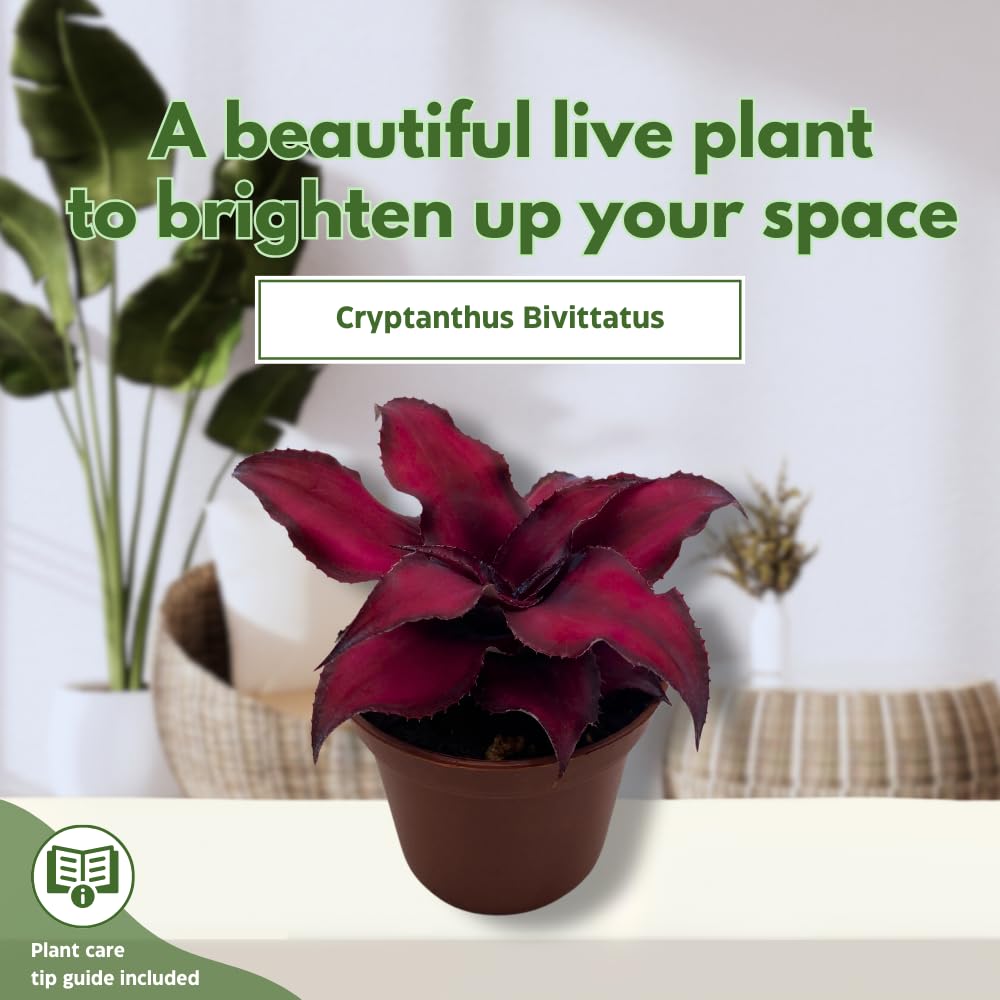 BubbleBlooms Cryptanthus Bivittatus in a 2 inch Pot Earth Star Bromeliad, Tiny Mini Pixie Plant, Dark Red