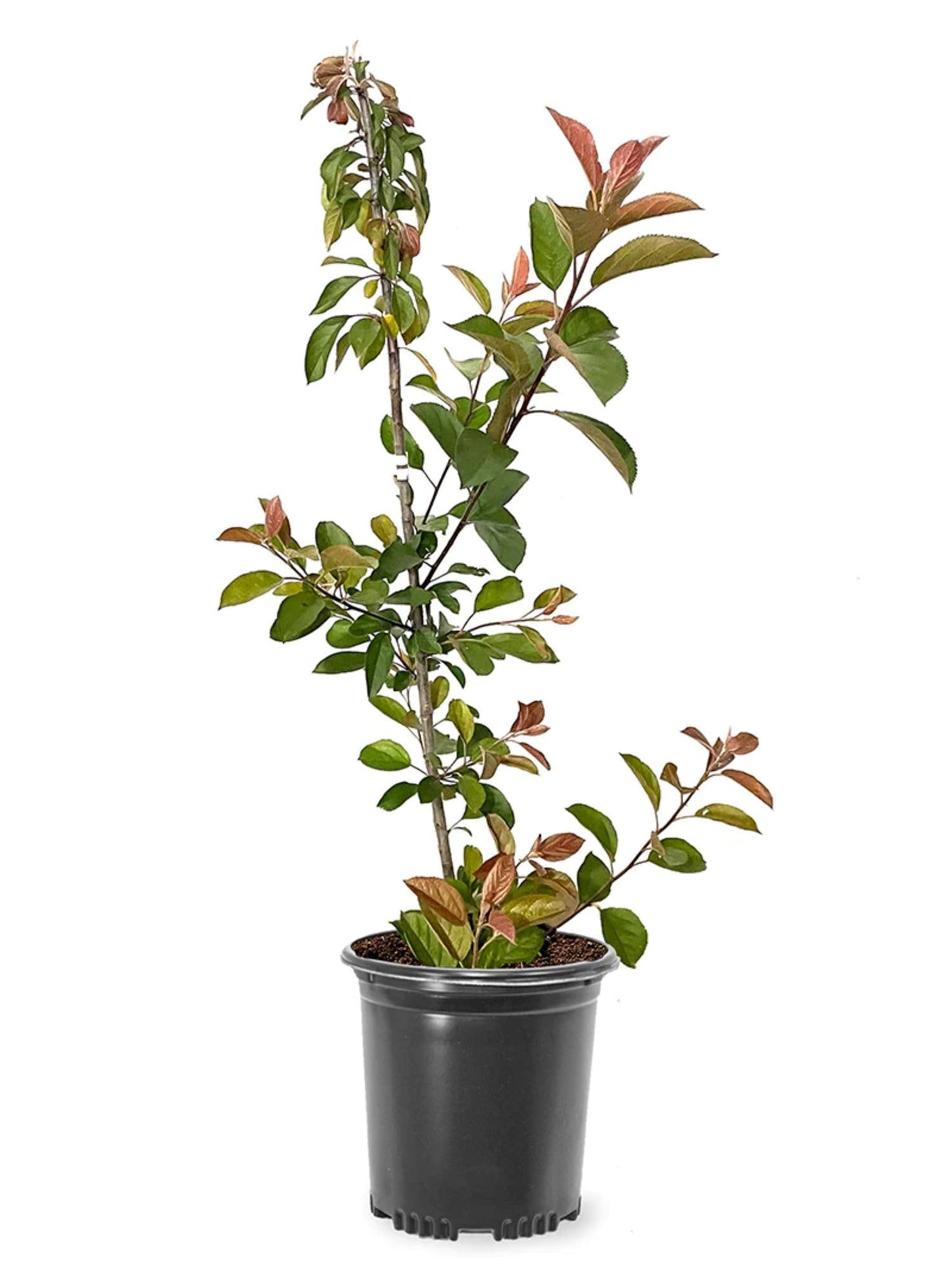 American Plant Exchange Centurion Crabapple Tree, Live 1-Gallon Pot, Cold Hardy, Rose-Red Flowers, Red Fruit, Outdoor/Landscape Tree, Attracts Birds and Butterflies