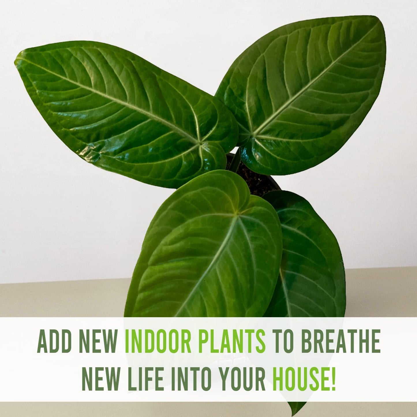 LEAL PLANTS ECUADOR Anthurium Villenaorum| Live Tropical Anthurium for Indoor Decor | Air-Purifying Elephant Ear Plant | Green Foliage Heart Plant | Low-Maintenance Live Houseplant for Home