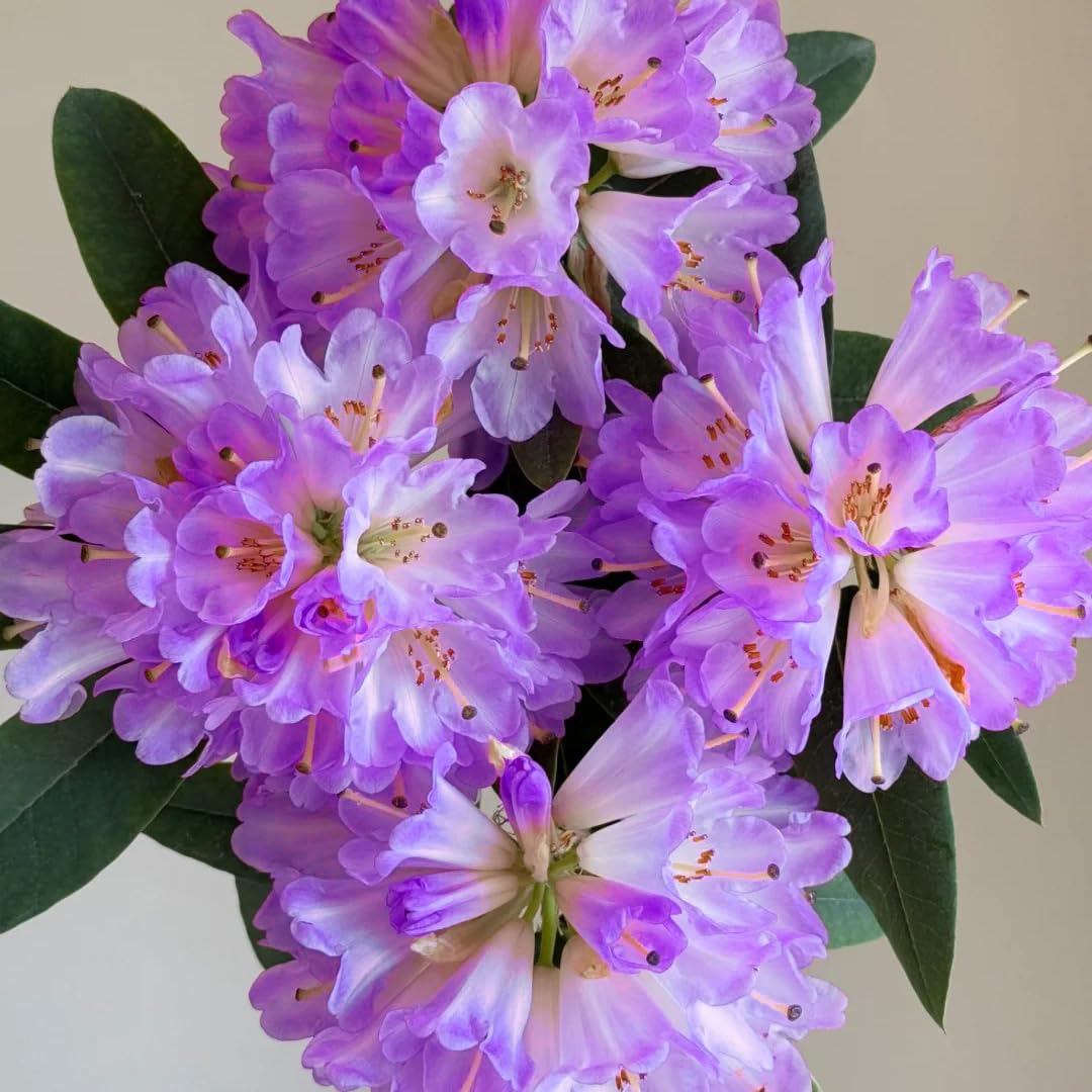 30 Azalea Seeds for Planting, Mixed Color Rhododendron Flower Seeds, Non-GMO Heirloom Azalea Seed for Home Garden Outdoor