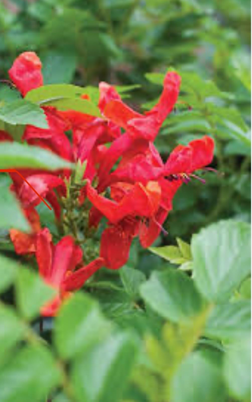 Live Plant - Cape Town Red Tecomariasmall Rooted Starter Planthummingbird Heaven!