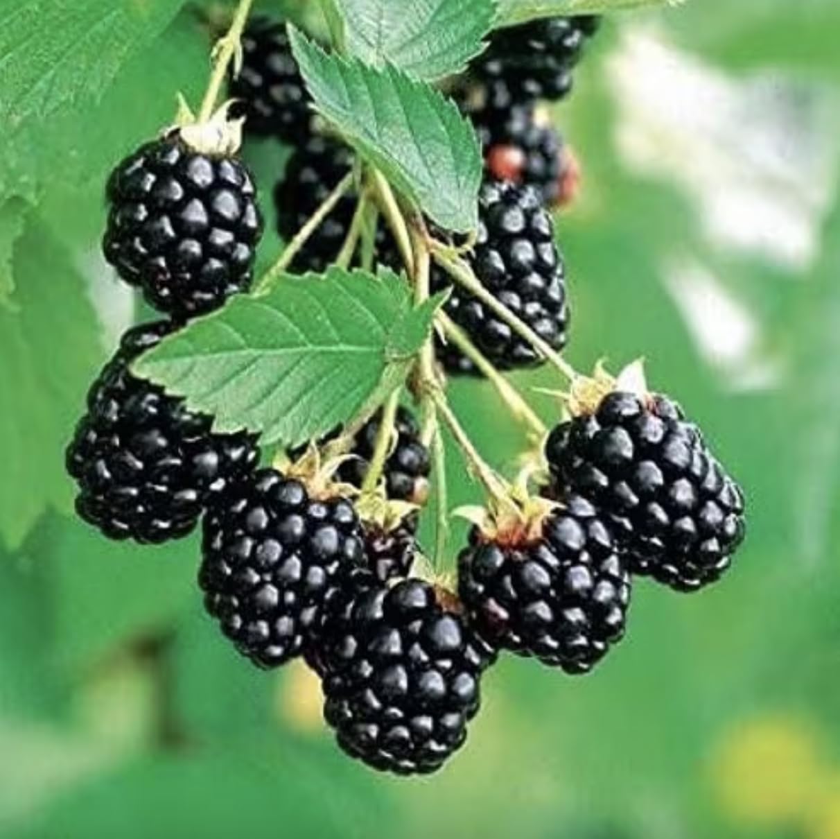 Arapaho BlackBerry Plants - Pack of 2 (Two) - Rare Thornless Black Berry Plants for Planting - 4-6 inch Starter Plants - Fruit Tree Live Plant