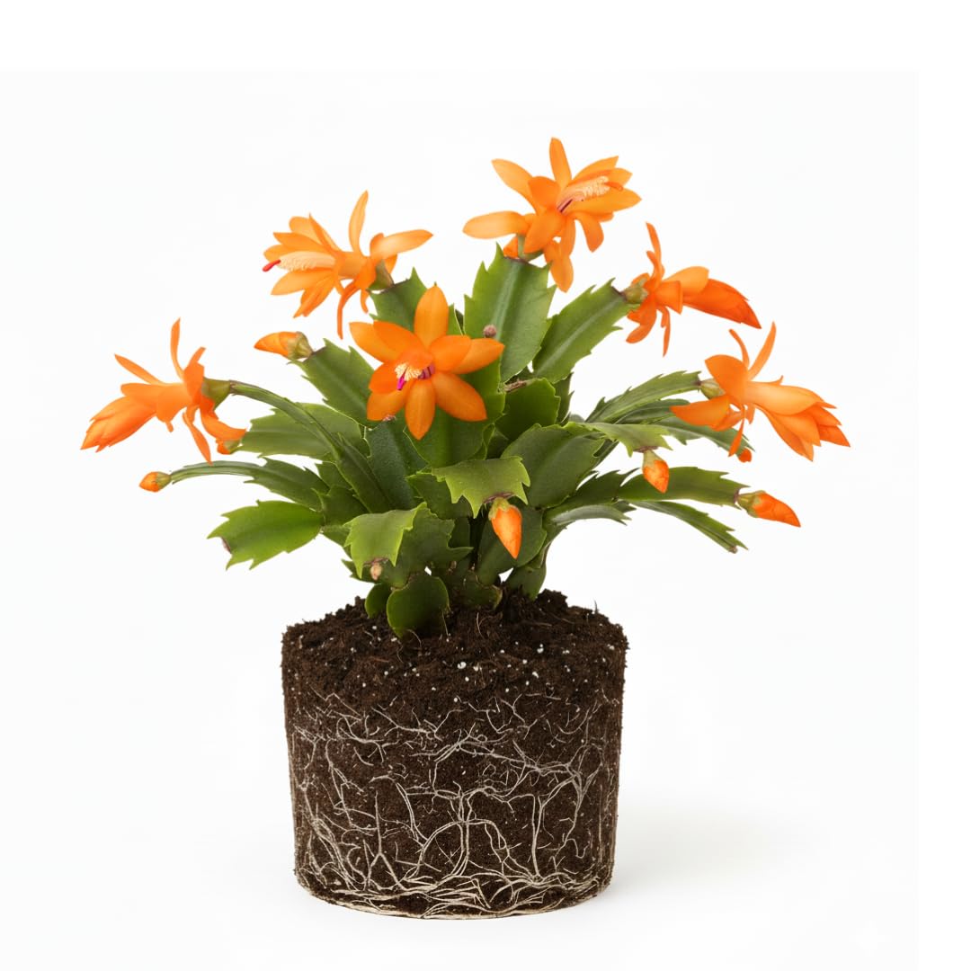 Orange Christmas Cactus Plant Live Christmas Cactus, Holiday Cactus Live Plant Pot, Houseplant, 5 to 7 Inc Tall