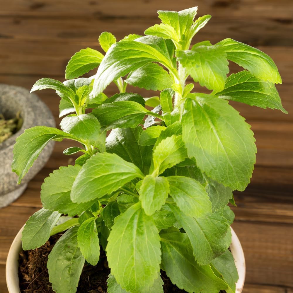 2 Packs of Stevia Plant Live for Planting, Sweet Stevia Mint Herb Well Rooted, 4 Inches Potted