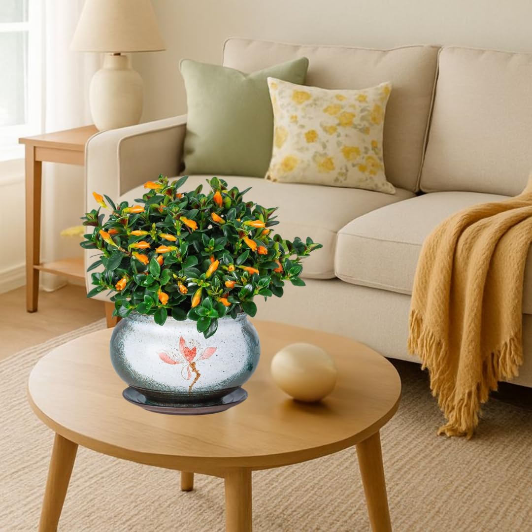 Trailing Goldfish Plant Live Potted 4 Inc, Tropical Goldfish Plant for Hanging Basket, Houseplant Indoor Live Plant