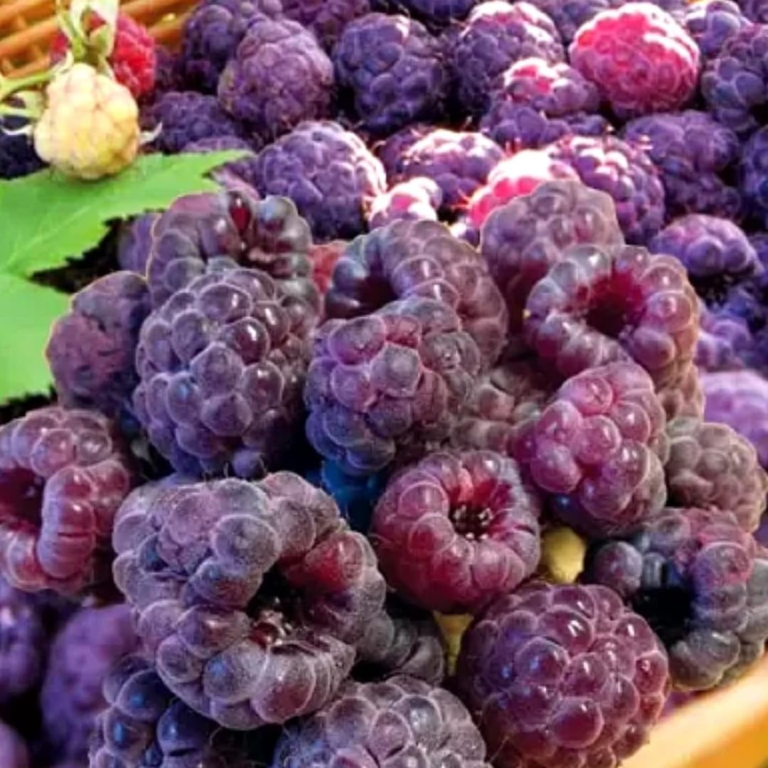 Set of 2 Raspberry Plants Live, Raspberry Bushes, Raspberries Plant, 4 to 6 Inch in Tall for Growing (Purple Raspberry)