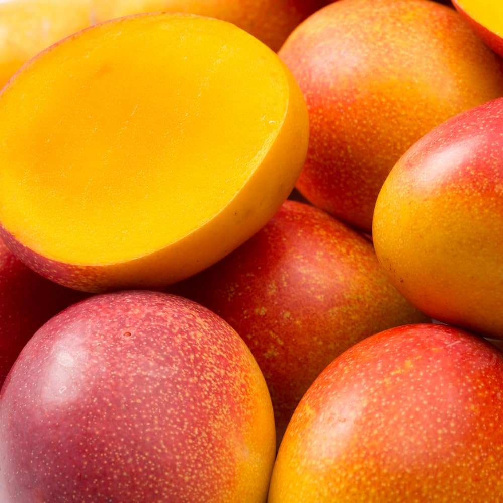 Bright Yellow Mango Live Plant from 2-2.5 Feet Tall, Cold Hardy Mango Tree, Live Fruit Tree for Outdoor Gardening