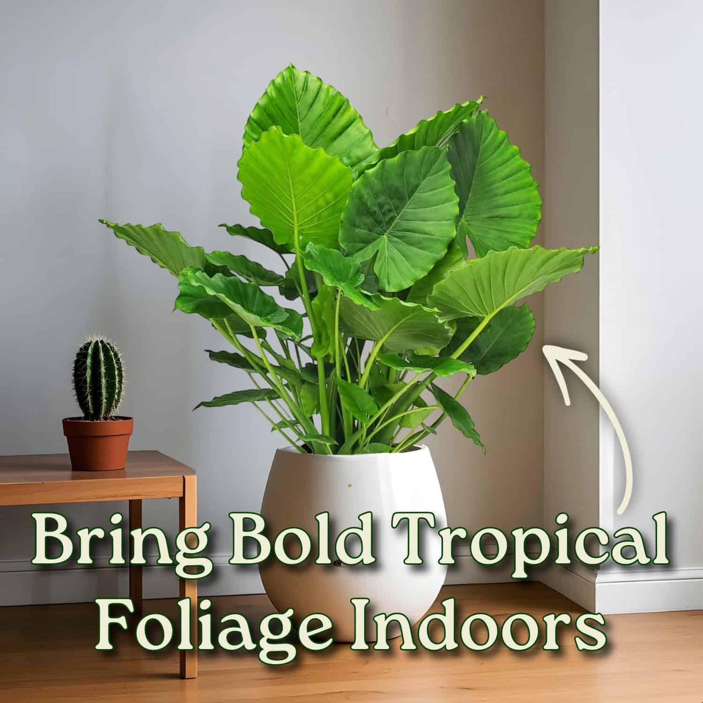 Tropical Plants of Florida Alocasia California Live Plant 3 Gallon 10 Inch Nursery Pot, 26 to 32 Inch Tall Elephant Ear Plant, Tropical Indoor Outdoor Foliage