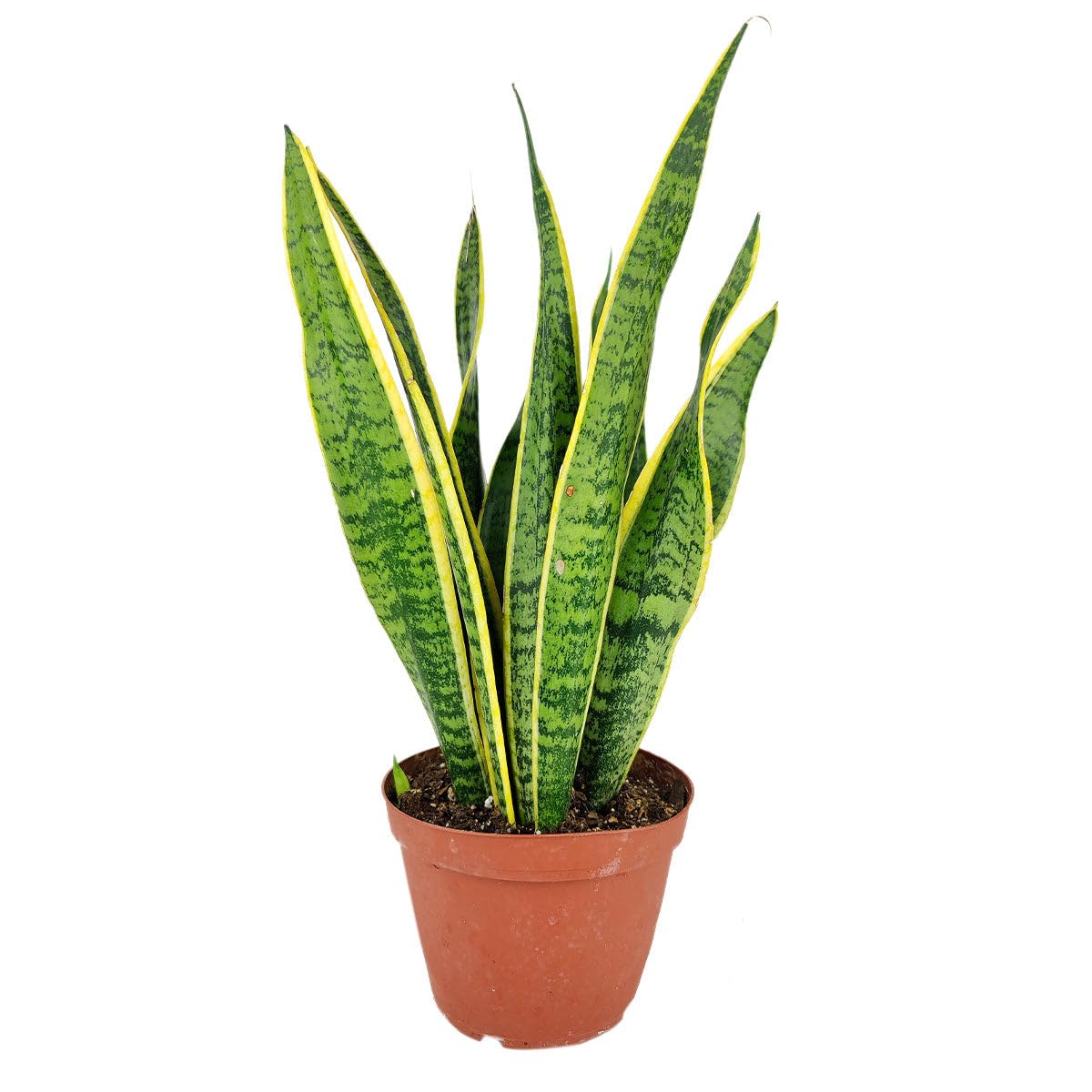 Snake Plant Sansevieria Laurentii (4 inch) - Lucky Houseplants - 4/6 inch Unique Live Decorative Houseplants - Easy to Care Indoor Plants, Perfect for Office, Home & Feng Shui Decor