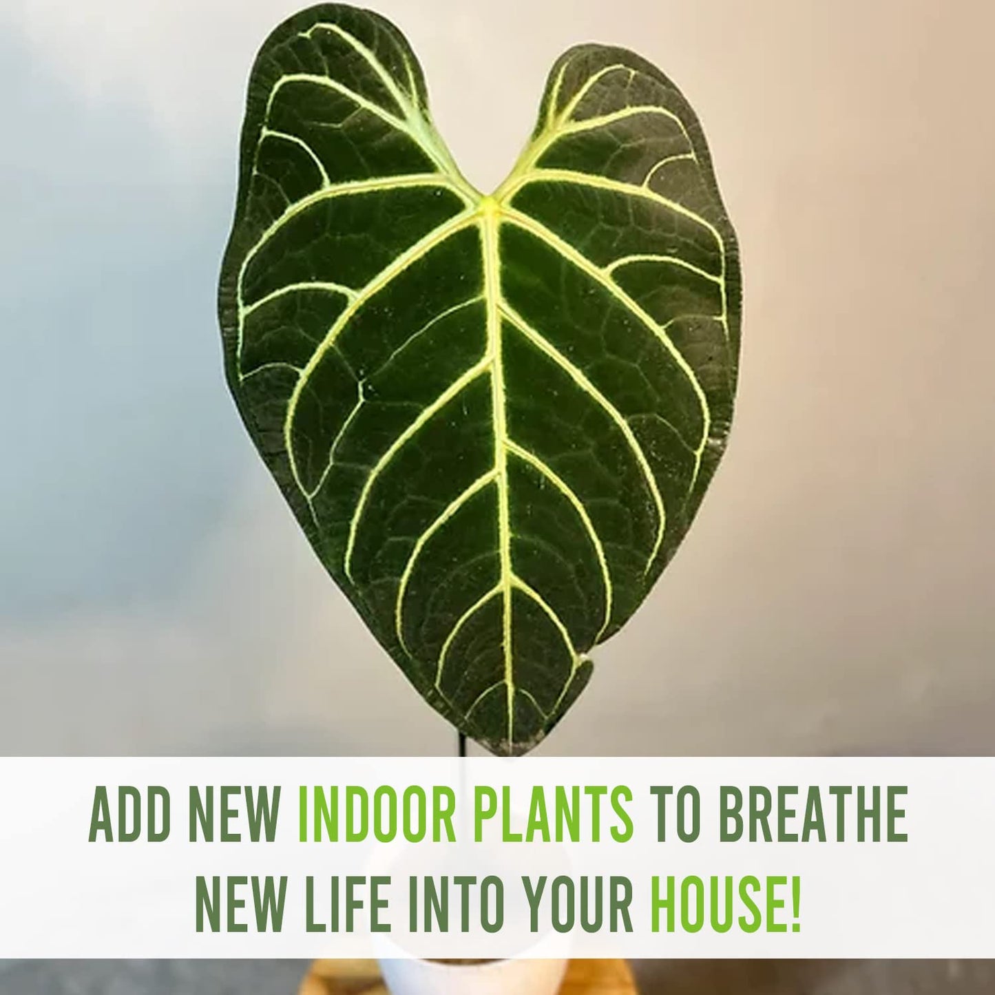 LEAL PLANTS ECUADOR Anthurium Regale Green Live House Plant for Indoor| Anthuriums Live Plant|Huge Anthurium Regale| Perfect for Home Decor, Unique Gift for Plant Lover