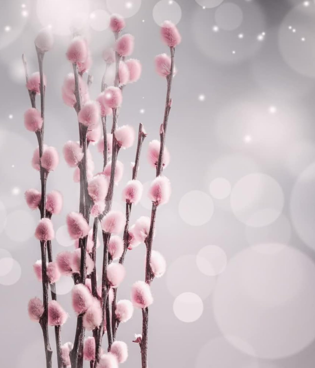 2 French Pink Pussy Willow - Fresh Cuttings, Ready to Root - Guaranteed to Grow - Ships from Washington, USA