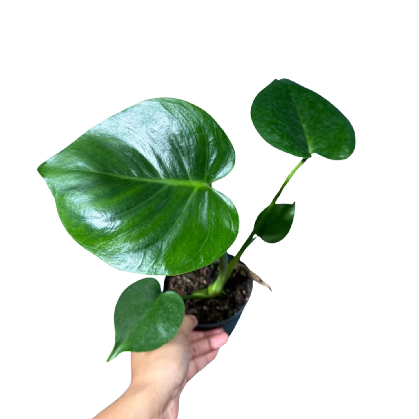 PLANTVERS Live Monstera Deliciosa in a Nursery Pot | Tropical Air Purifying Indoor Plant | Low Maintenance Large Leaf Houseplant | Easy Care Home or Office Décor Plant (2" Grow Pot)