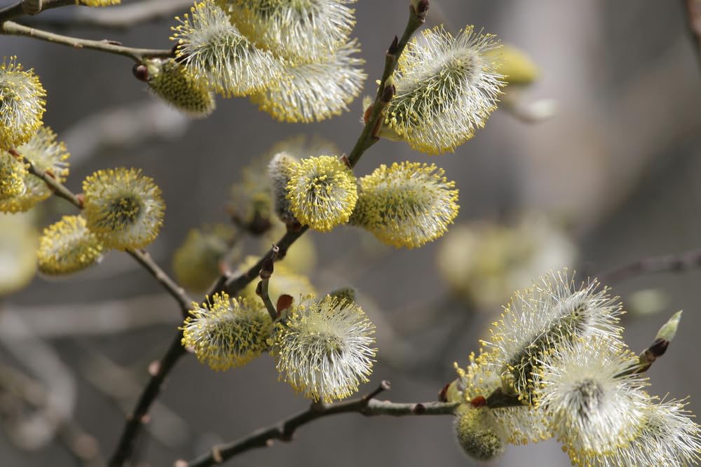 Pussy Willow Tree Cuttings to Plant - Grow Stunning Catskin Willow Trees (4 Cuttings)