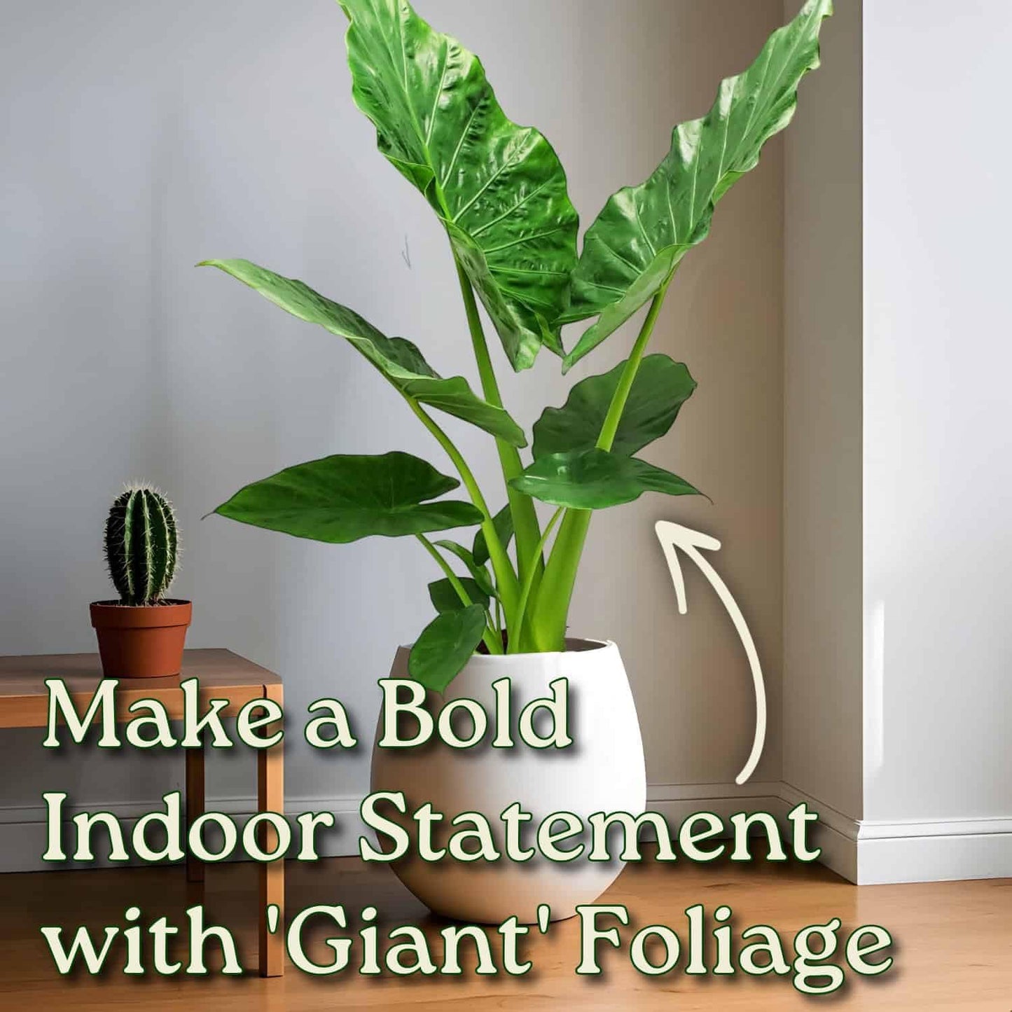 Tropical Plants of Florida Alocasia Borneo Giant Live Plant 3 Gallon 10 Inch Nursery Pot, 36 to 44 Inch Tall Elephant Ear Plant, Large Tropical Indoor Outdoor Foliage