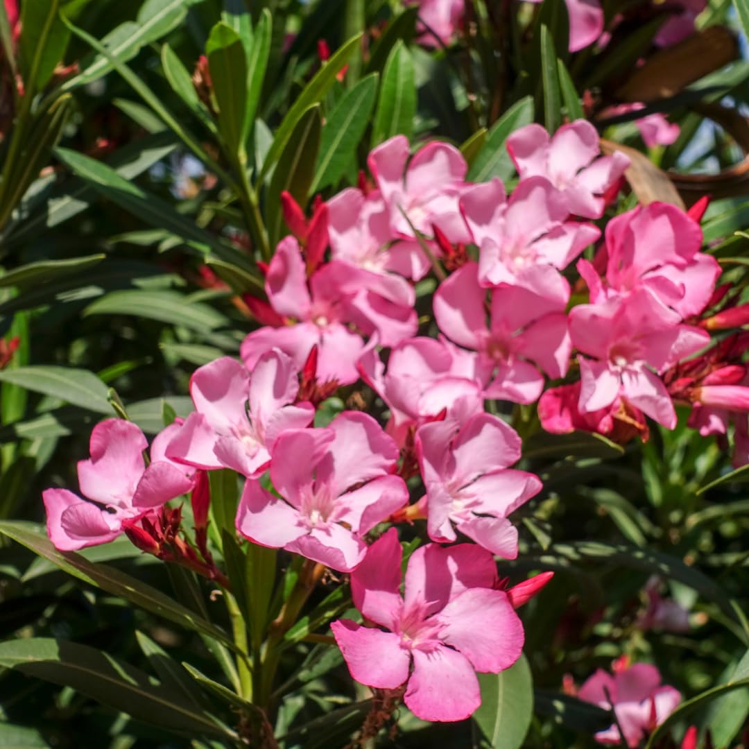 2 Live Pink Oleander Plants, Flowering Bush, 4-7 Inches Tall, Well Rooted for Planting