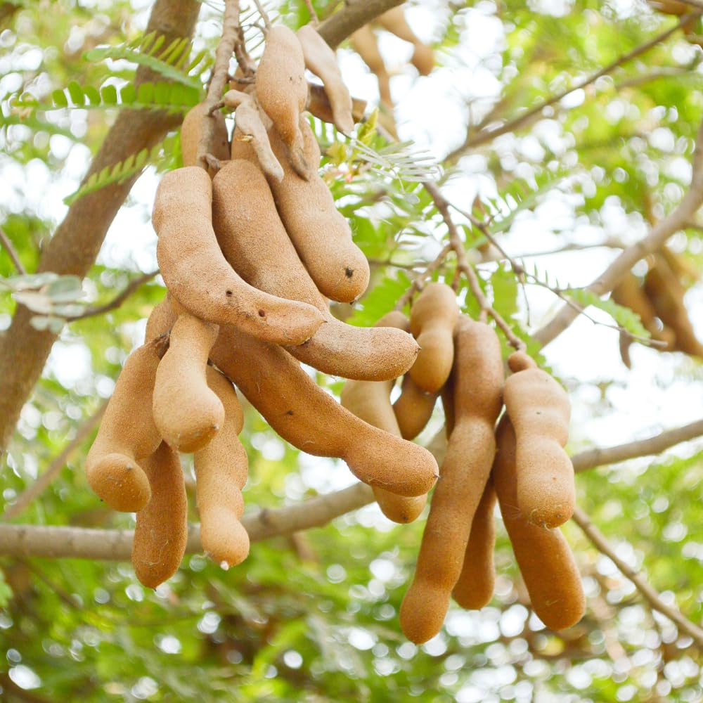 Tamarind Tree Live Plant, 3 Gallon, 4-5 Feet Tall, Live Tamarind Tree, Tropical Fruits Tree, No Ship to CA