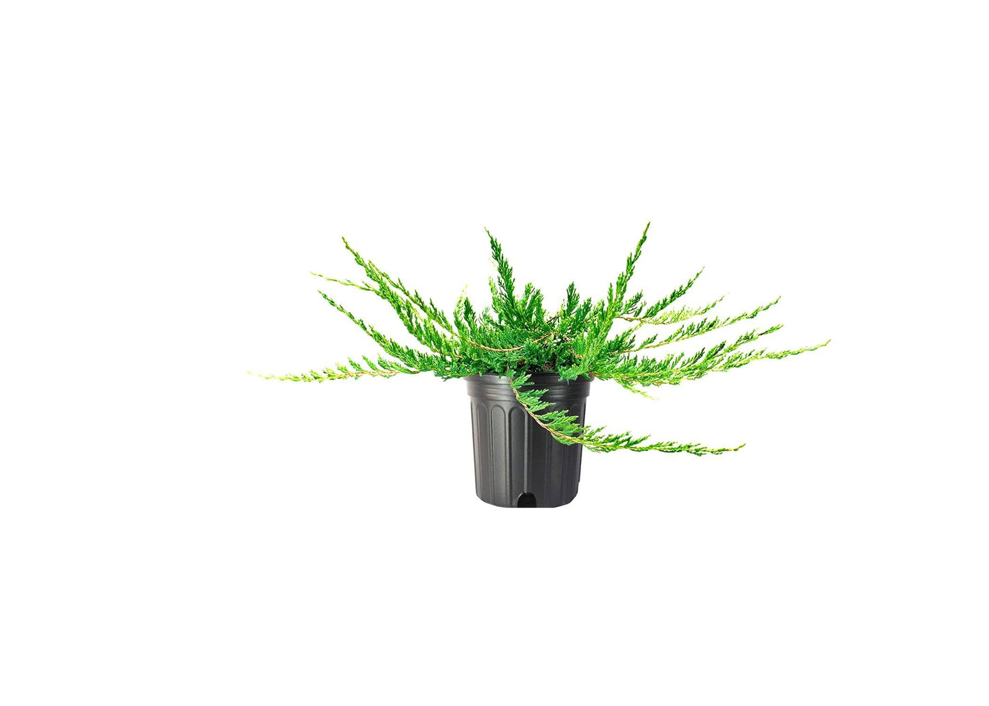 Juniper Bar Harbor - 2 Live Gallon Size Plants - Juniperus Horizontalis - Drought Tolerant Cold Hardy Evergreen Groundcover