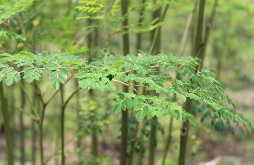 Indian Moringa Seeds High-Yield Drumstick Seeds for Home Garden, Terrace Gardening, Organic Vegetable Farming, Easy to Grow, Fast Germination, Suitable for Pots and Outdoor Planting (Pack of 15)