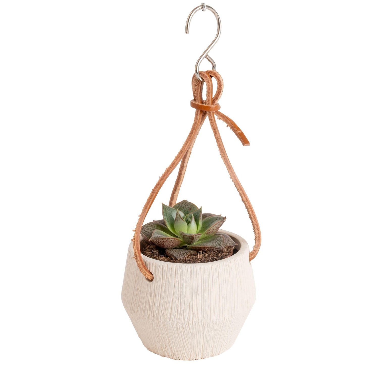 Costa Farms Succulent Plant, Live Indoor Mini Succulent Plant in Hanging Basket Succulents Plant Pot, Potting Soil Mix, Grower's Choice, Easy Grow Houseplant, Home and Room Decor, 2-Inches Tall