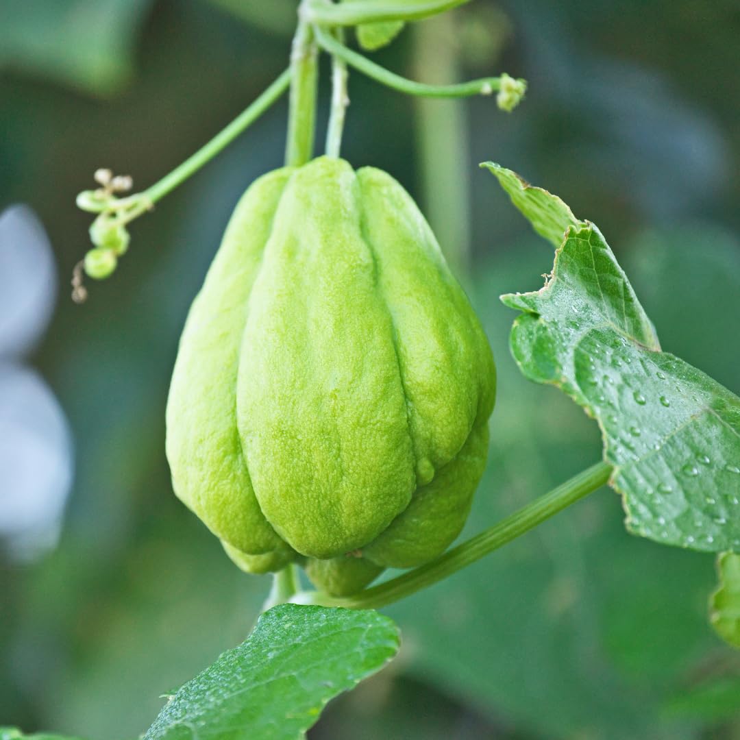 Live Chayote Squash Plant, Green Chayote Squash, Vegetable Plant Live, 8 to 10 Inches Tall for Outdoor Garden