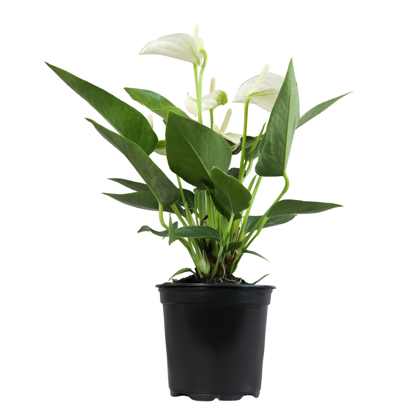 White Anthurium Live Plant (Approx. 11-14" Tall), Real Flowers/Unique House Plants in 4" Nursery Pot, Floral Desk Plant, Air Purifying Plants & Cool Gifts for Plant Lovers by Plants for Pets