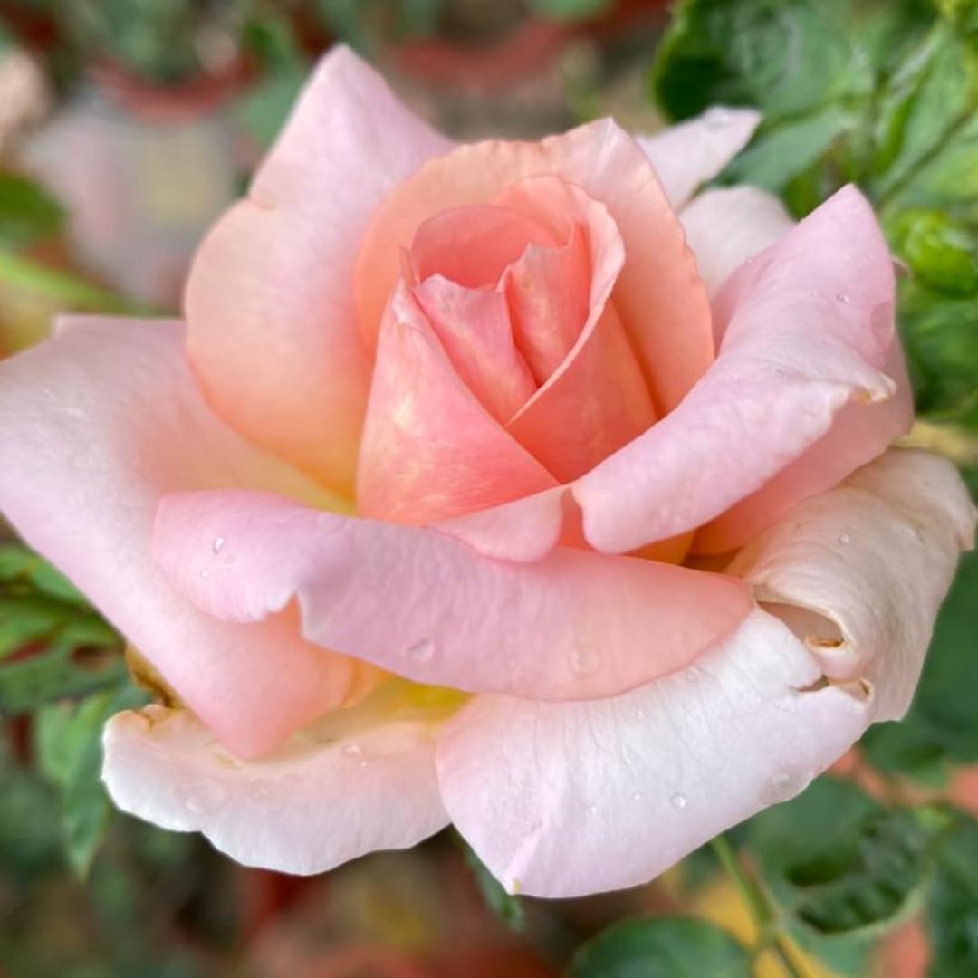 Climbing Roses Live Plants, Well Rooted 5-9" Tall, No Leaf, Ready to Plant Indoor Outdoor, Climber Rose Bush, Hybrid Tea Rose Like, Very Fragrant, Long Bloomer (New Dawn Pink)