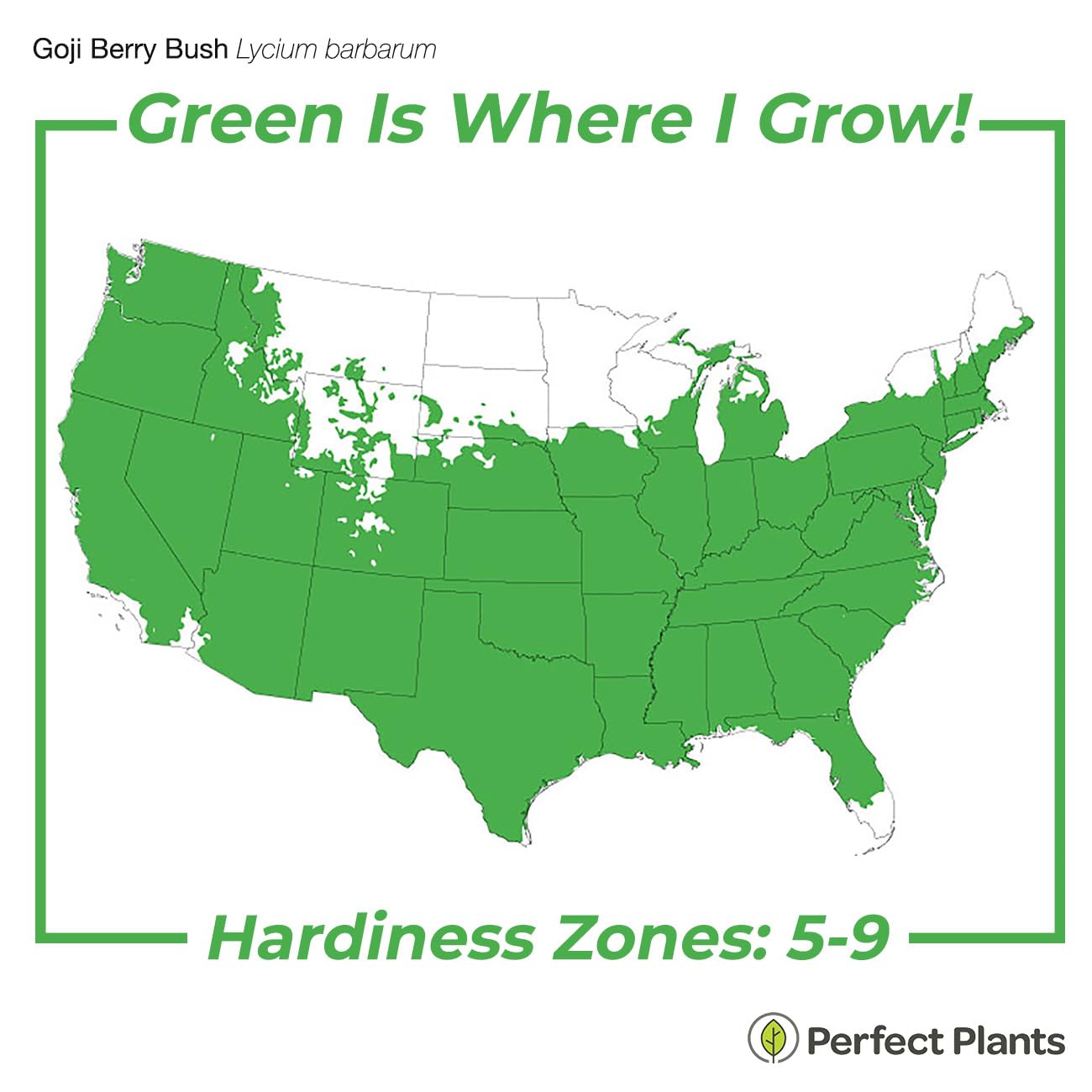 Perfect Plants Goji Berry Bush in 1 Gallon Grower's Pot | Delicious Wolfberry for Outdoor Planting | Fresh Antioxidant Packed Fruits | Fully Mature for Home Gardens
