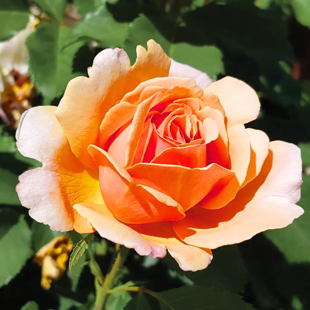 Honey-Apricot Rose Bushes Ready to Plant, Climbing Roses Live Plants Fragrant, 6-8 Inc Tall in Pot, Year-Round Blooming, Can Grow as Bush or Climber