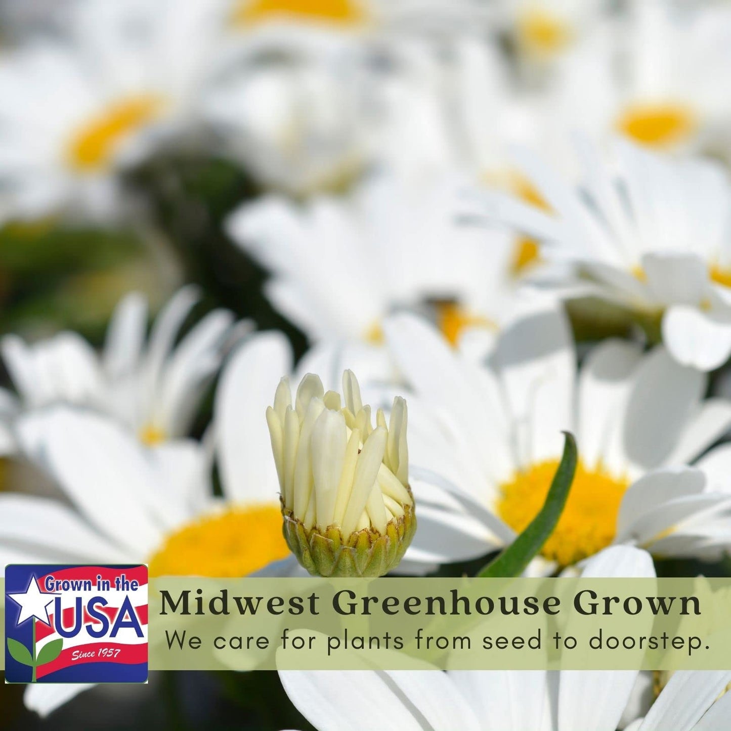 Clovers Garden Shasta Daisy (Leucanthemum) Plants – Two (2) Live Plants – Non-GMO - Not Seeds - Each 4" to 8" Tall – in 4" Inch Pots – Hardy Flowering Perennial, Pollinator Favorite