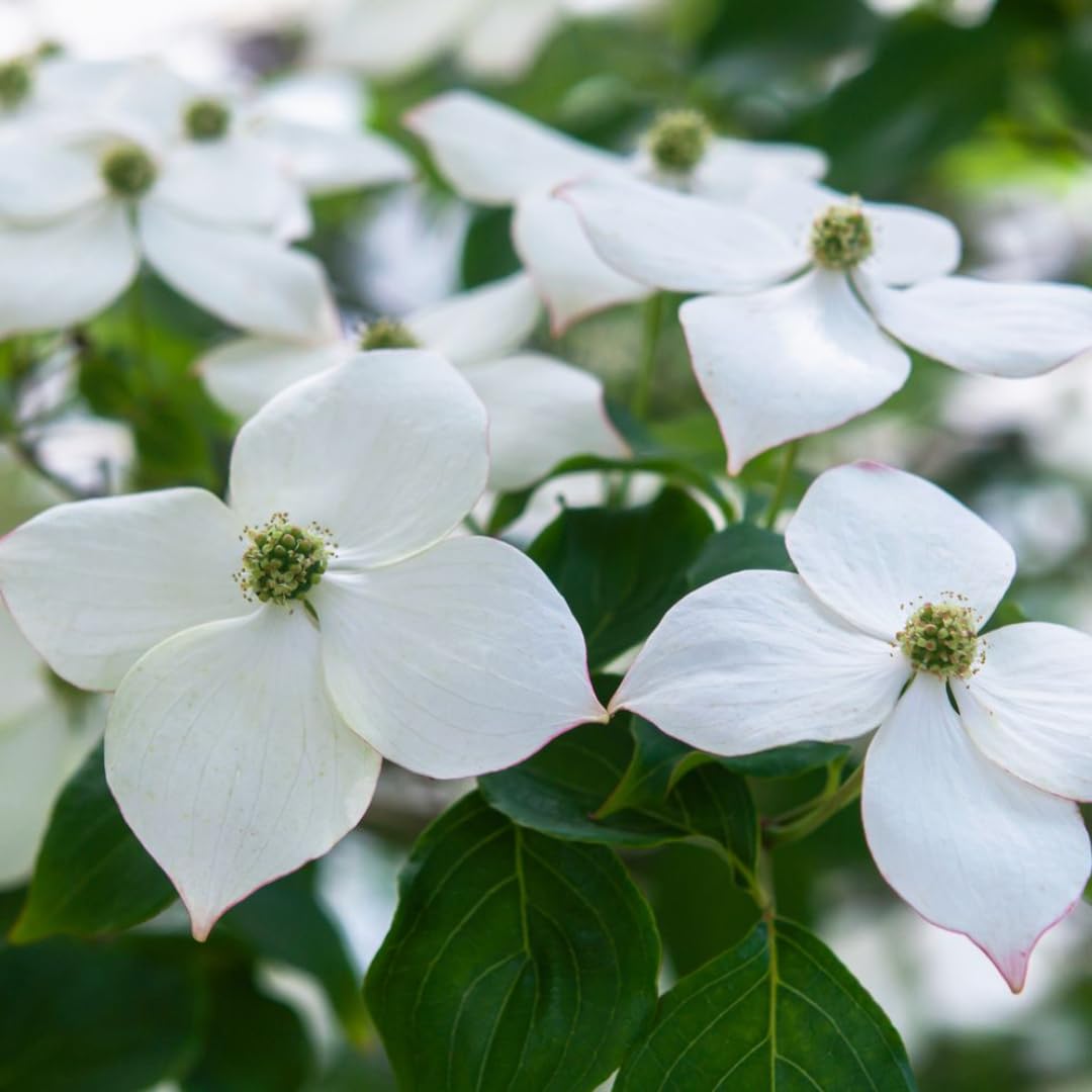 White Kousa Dogwood Flowering Trees Live Plants Shrubs, Quart Pot Size 6-12" Tall Dogwood Tree Bush for Planting Outside