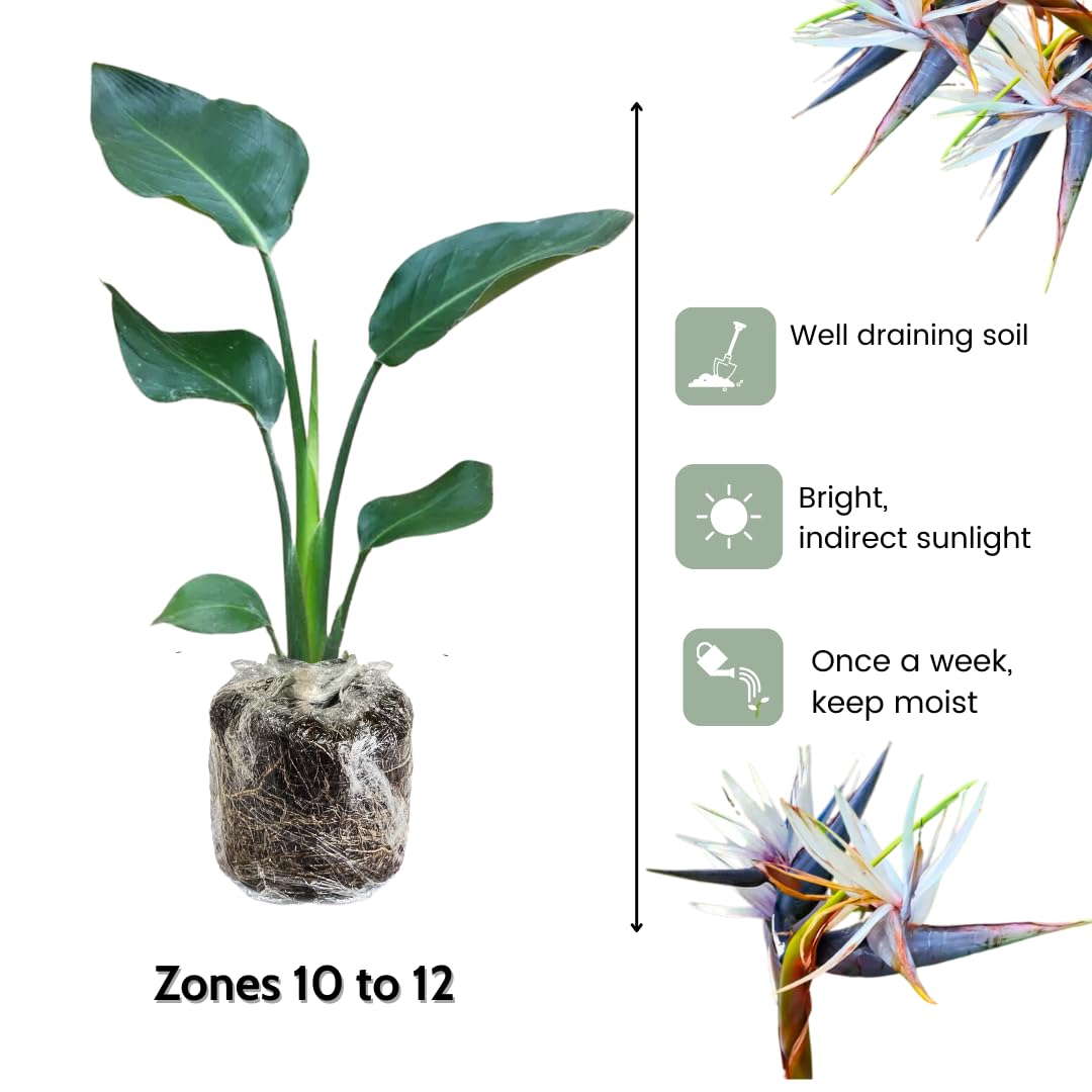 1 Assorted Bird of Paradise Live Plant, Vibrant Tropical Houseplant Flowers Strelitzia Reginae Size 5 to 9 Inc Tall, No Pot, Well-Rooted, Hardy
