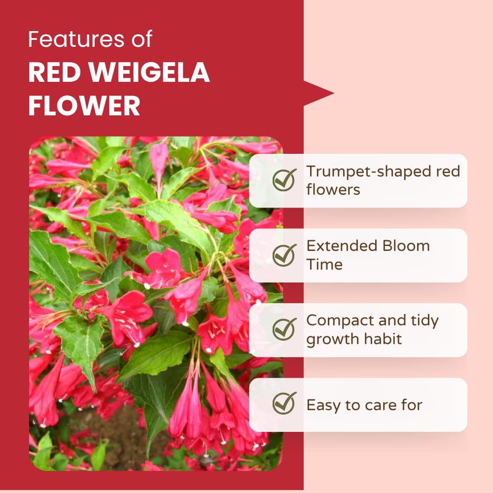 Red Weigela Live Plant Blooming Shrub, 1-2 Ft Hardy Dormant Perennial Flowering Bush for Garden Borders