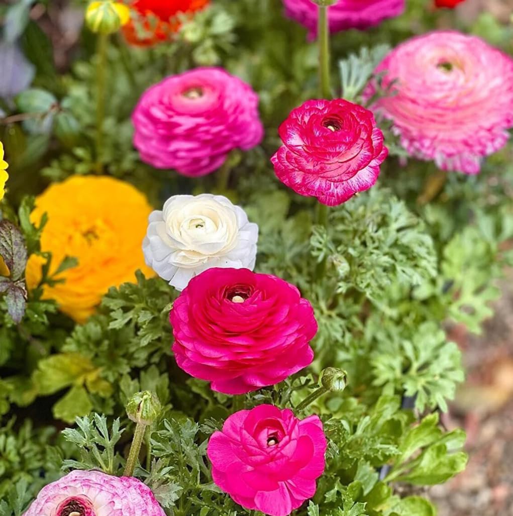 10PCS Mixed Color Ranunculus Bulbs Double Buttercups Spring Rose Bulb Wedding Flower Bulbs