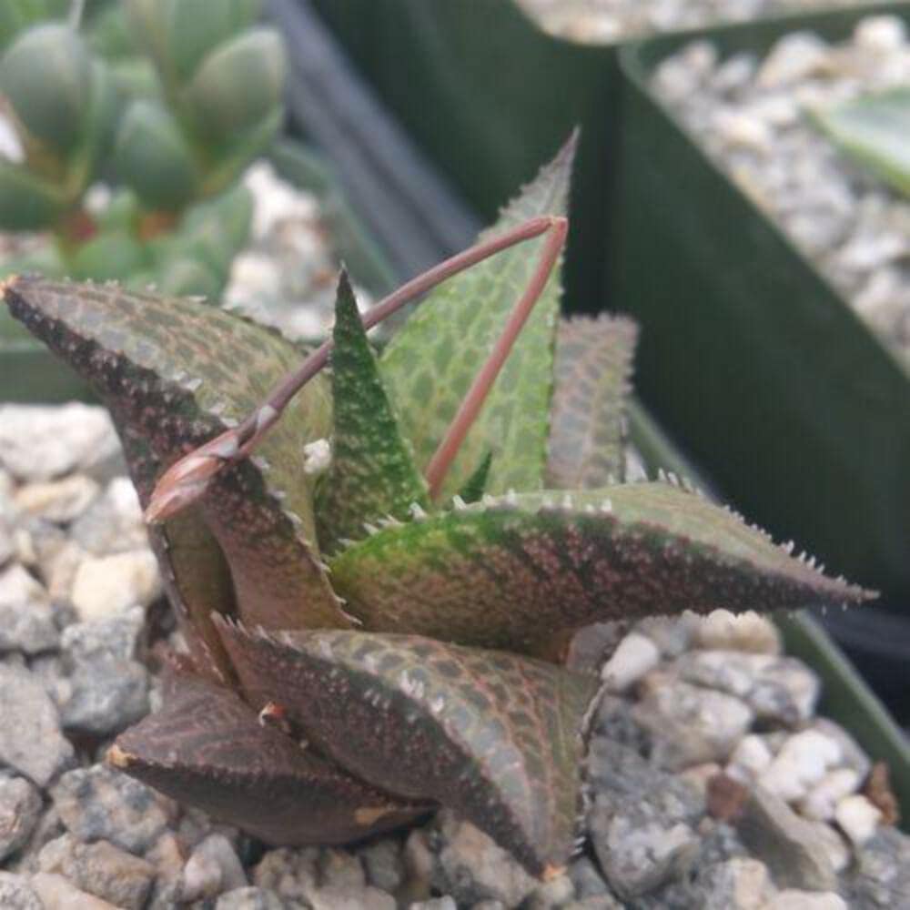 Haworthia veneosa Tessellata Cacti Cactus Succulent Real Live Plant