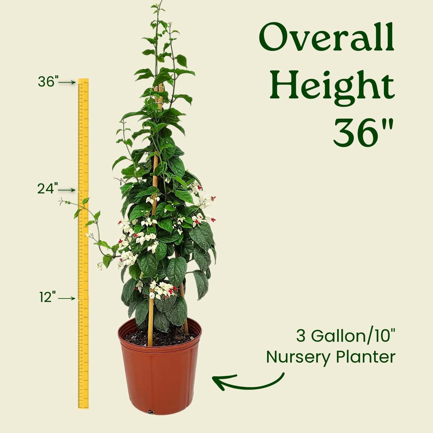 Tropical Plants of Florida Bleeding Heart Vine Live Plant Red and White Flowers - 3 Gallon 36 Inch Tall Tropical Flowering Vine Indoor Outdoor Ornamental Plant