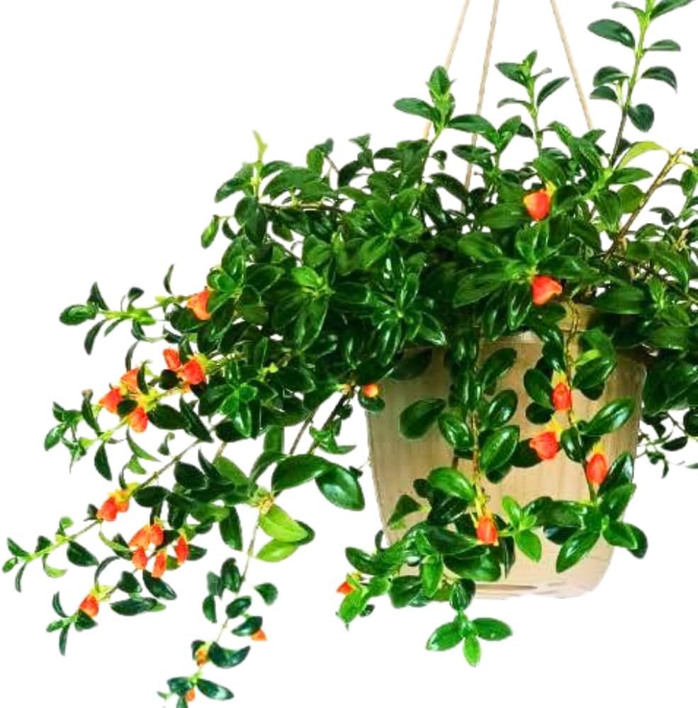 Trailing Goldfish Plant Live in 4" Pot, Tropical Houseplant for Hanging Baskets, Indoor Live Plant with Bright Blooms