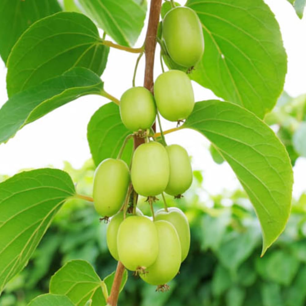 Hardy Female Kiwi Plants Live for Planting, Size Starter from 5 to 10 Inches Tall, Berry Vine, Cold Hardy Edible Fruit Vines for Home Garden