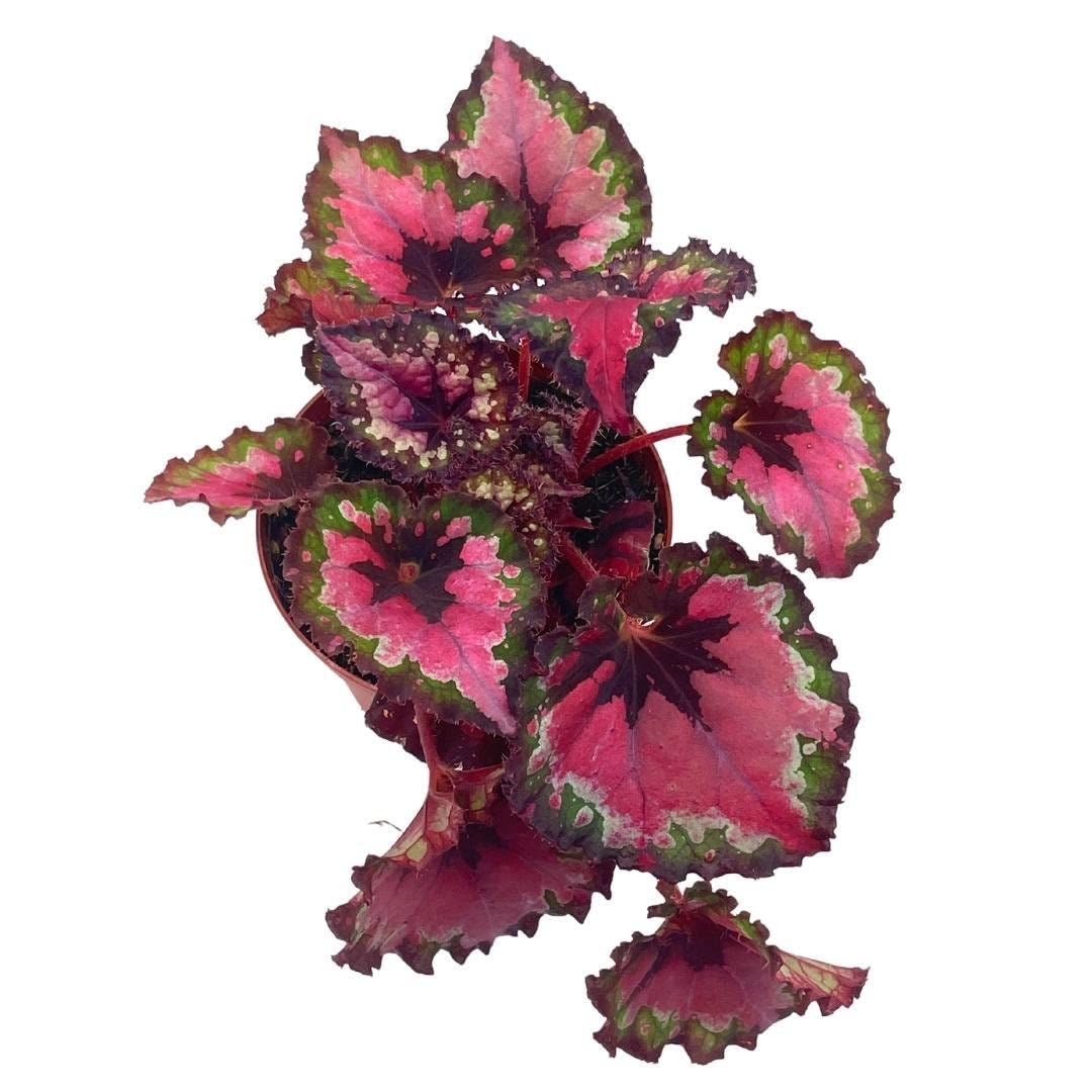 BubbleBlooms Harmony's Red Begonia Rex Series, Red and Green Holographic, 4 inch Grower's Choice Indoor House Plant