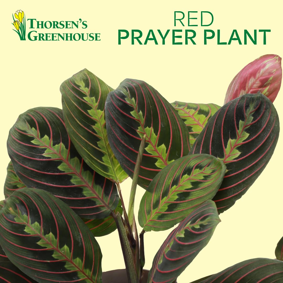 Thorsen's Greenhouse Red Prayer Plant, Live Indoor Plant, Pet Friendly, Popular Houseplant, Red Maranta, Easy to Grow, 4" Diameter Pot (Gold)