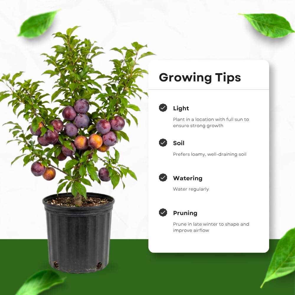 Flavor Pluot Tree, Pluot Fruit Tree Live Plant, Well Rooted in 3 Gallon Pot, 1-2 Feet Tall, Plum Tree for Outdoor Planting, No Ship to CA